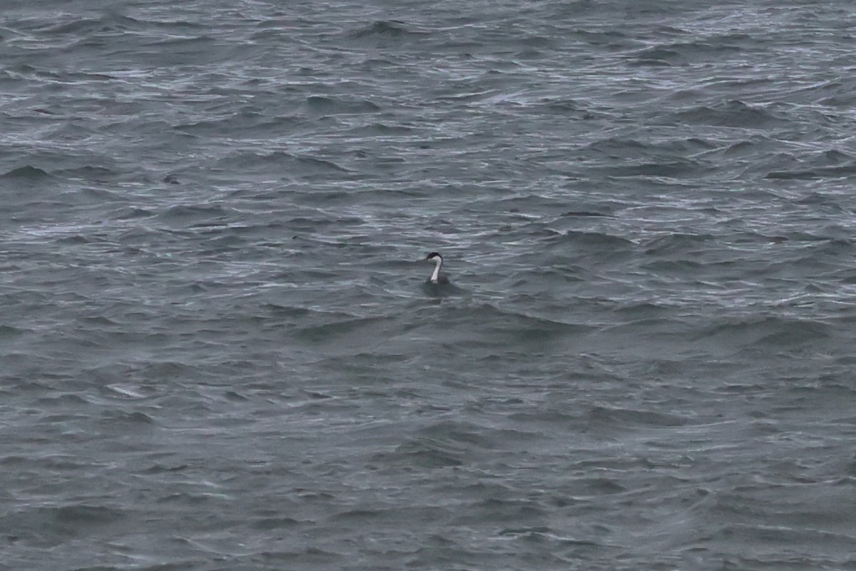 Western Grebe - ML616174889