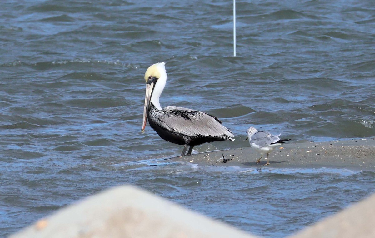 Brown Pelican - ML616174923