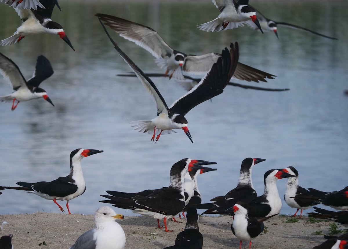 Black Skimmer - ML616174949