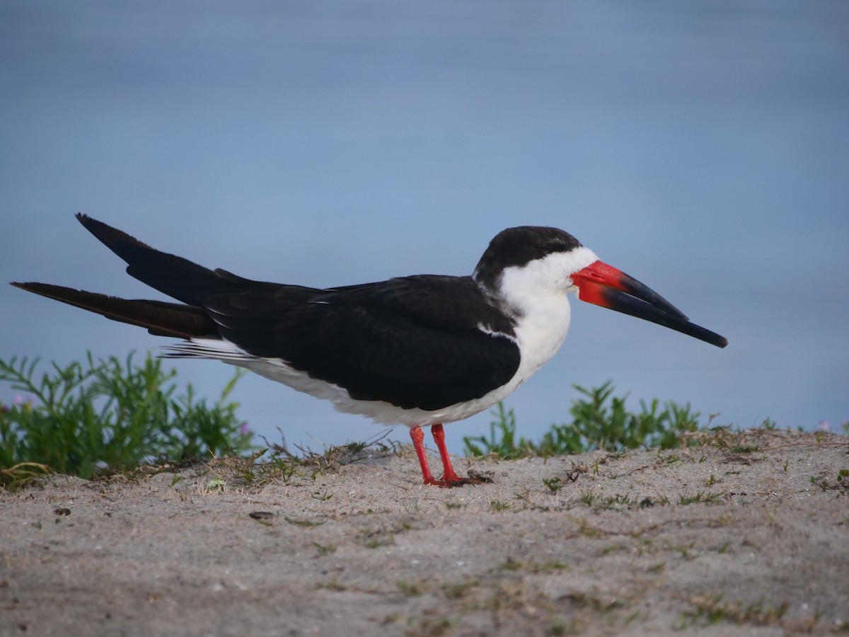 Black Skimmer - ML616174951