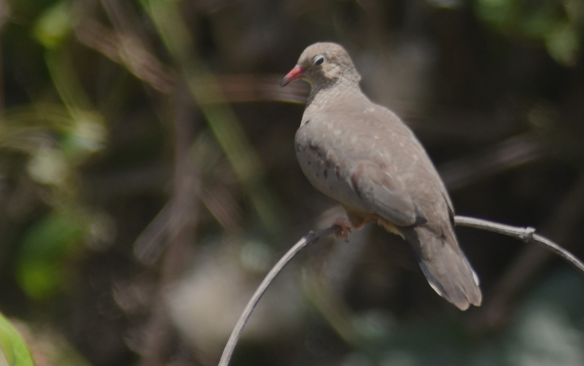 Common Ground Dove - ML616175007