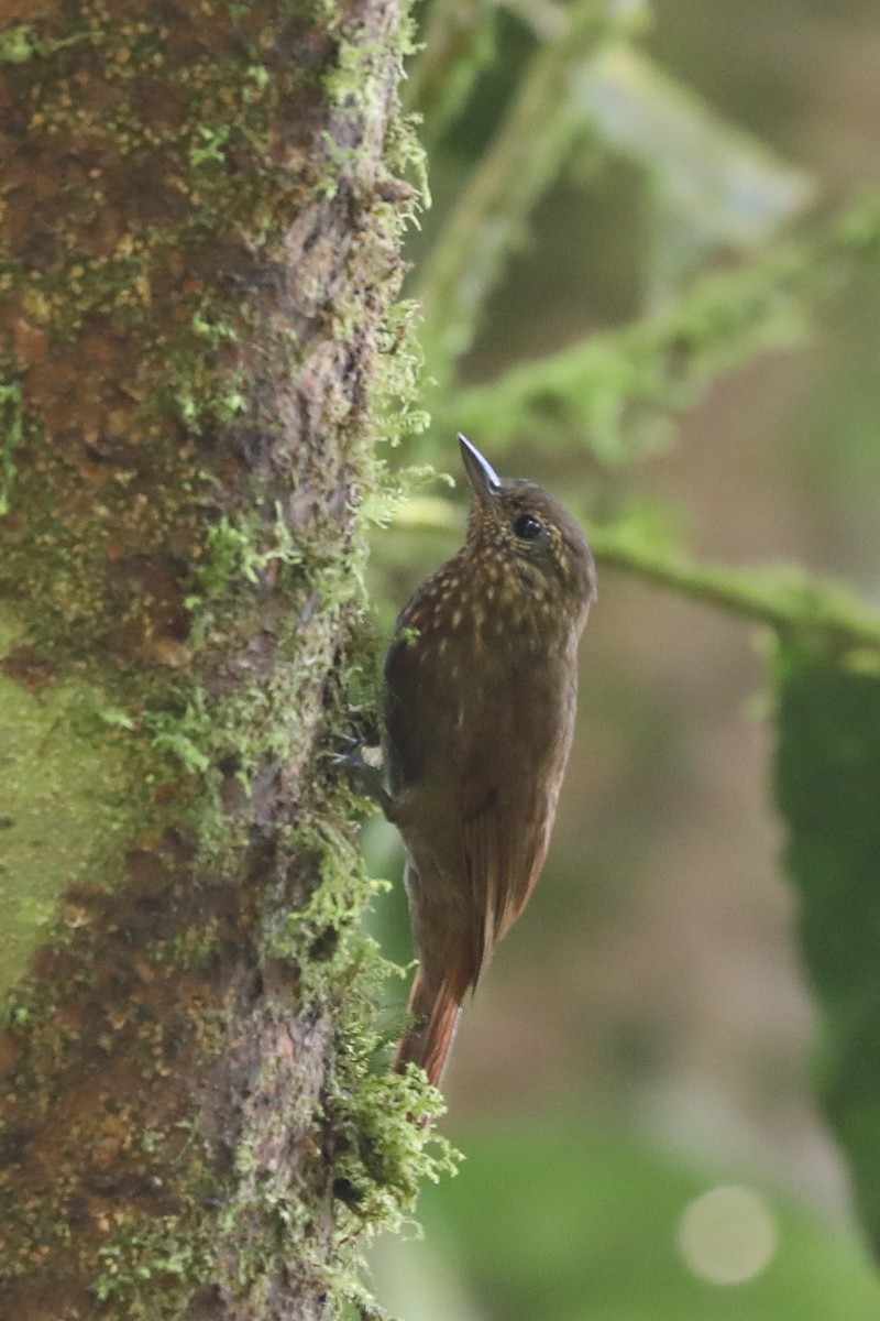 Wedge-billed Woodcreeper - ML616175017