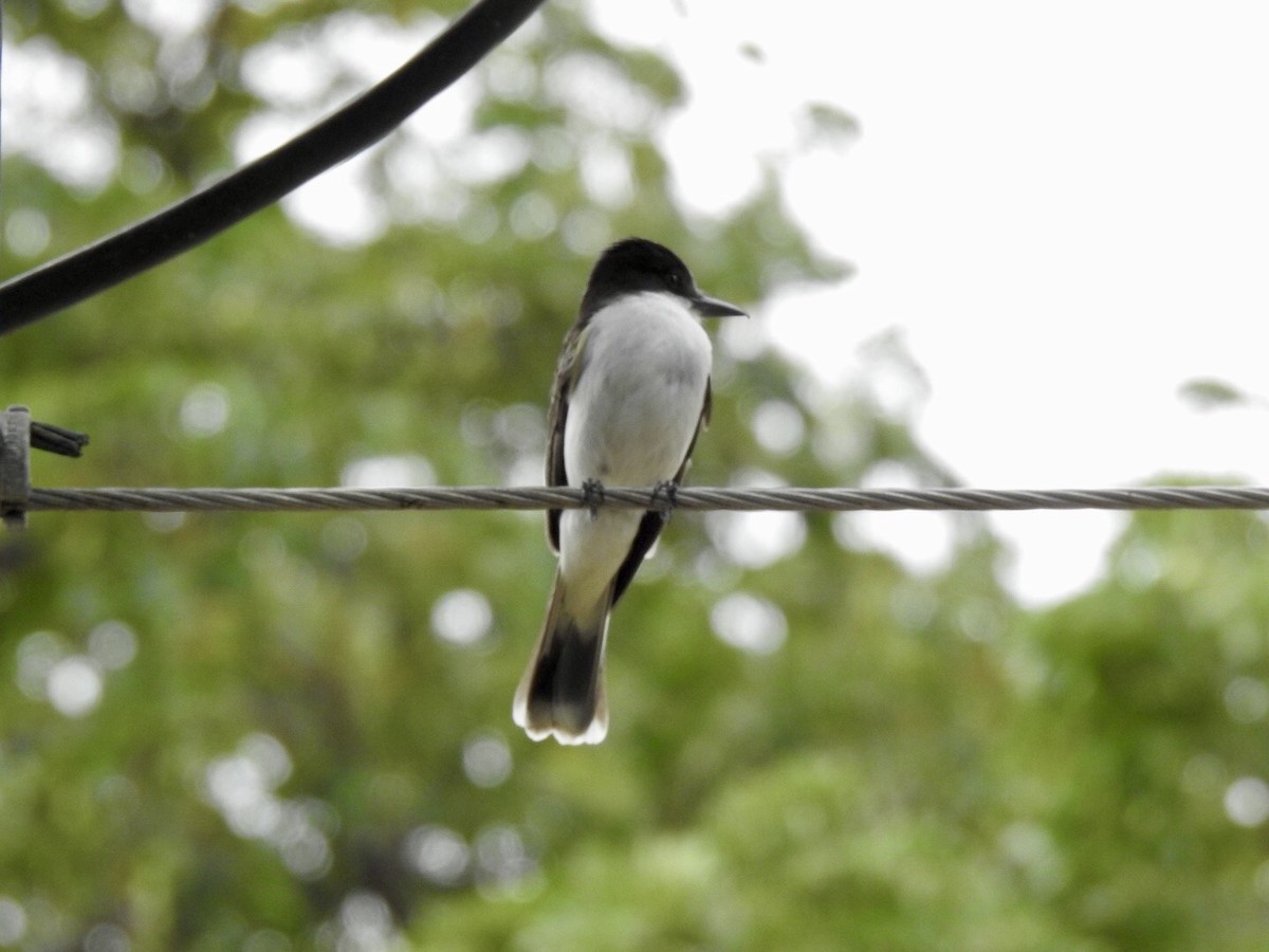 Loggerhead Kingbird - Gloria and Andy Schwabe