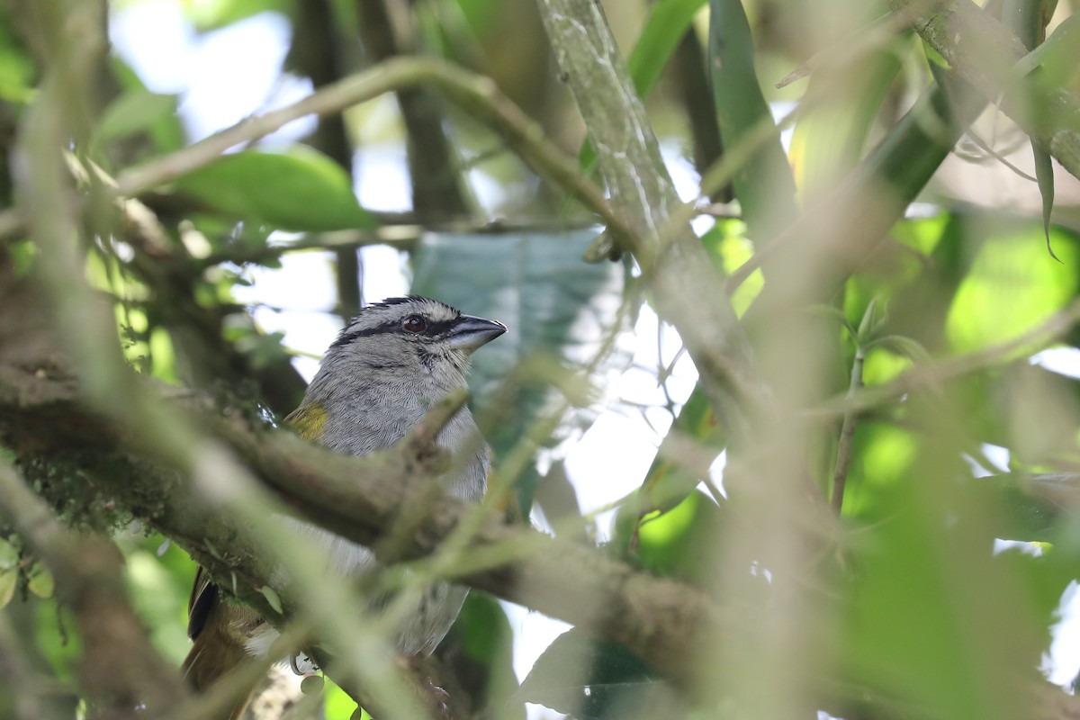 Black-striped Sparrow - ML616175194