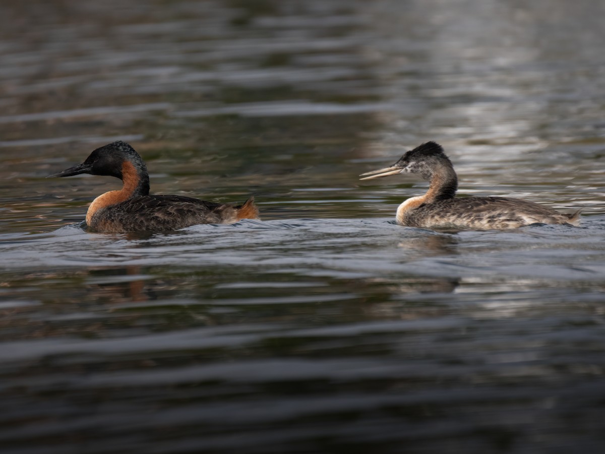 Great Grebe - Carol Valentin