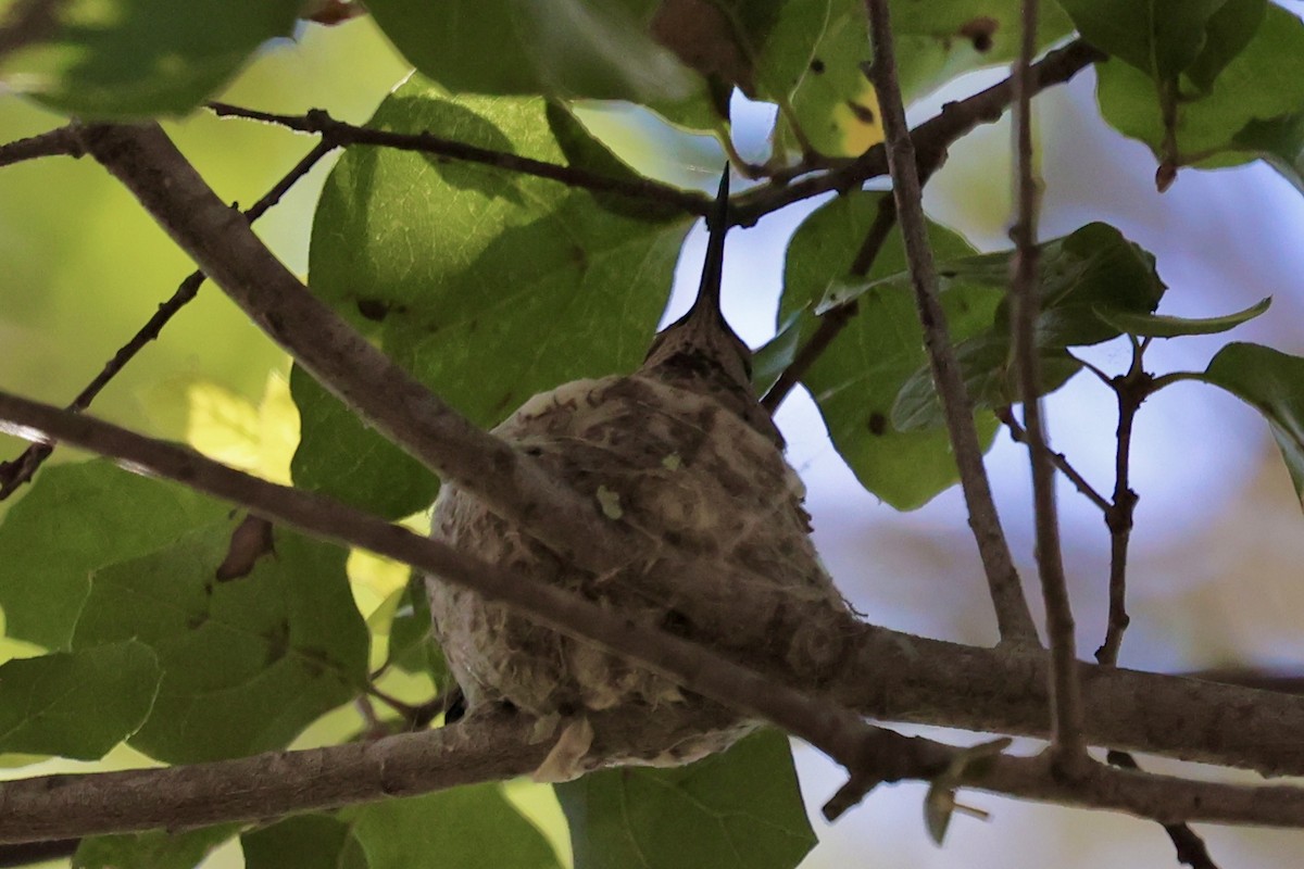 Anna's Hummingbird - ML616175207
