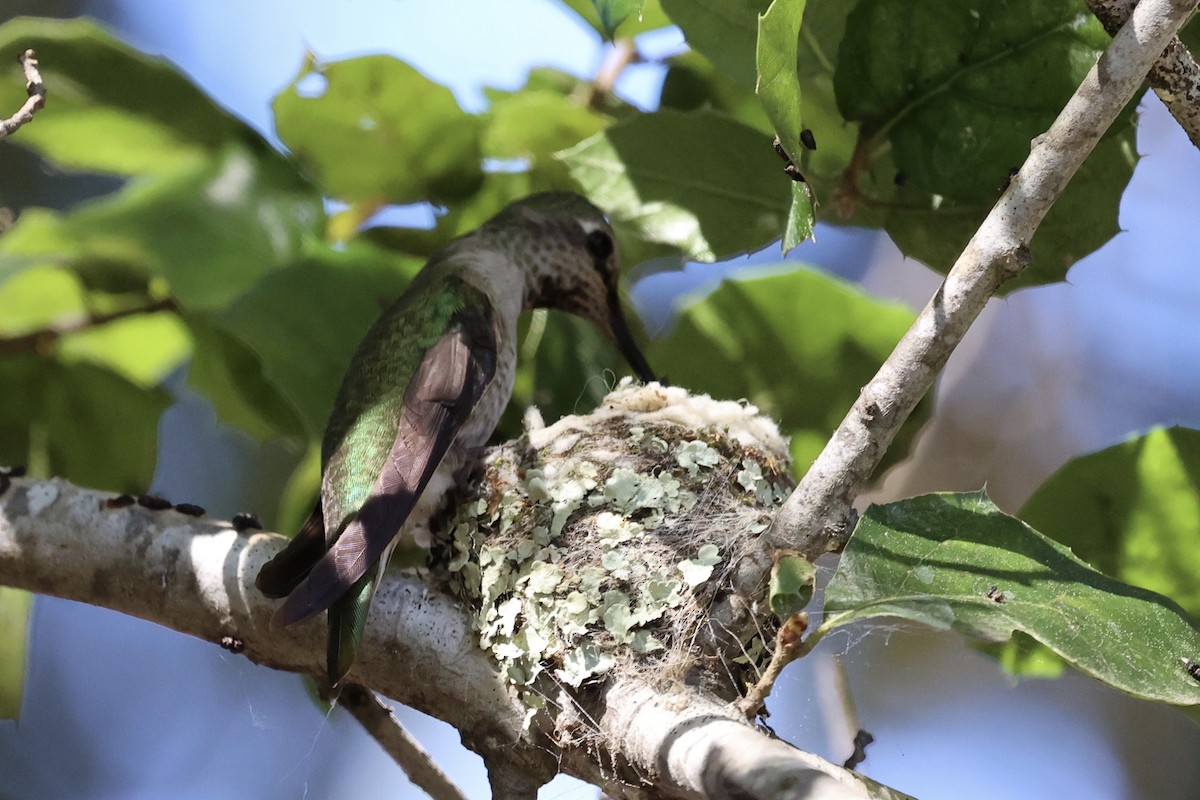 Anna's Hummingbird - ML616175209