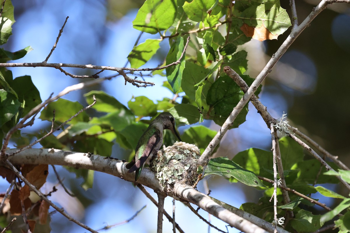 Anna's Hummingbird - ML616175211