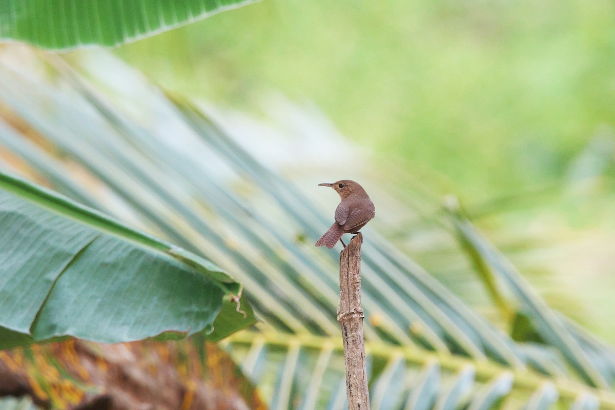 House Wren - ML616175220