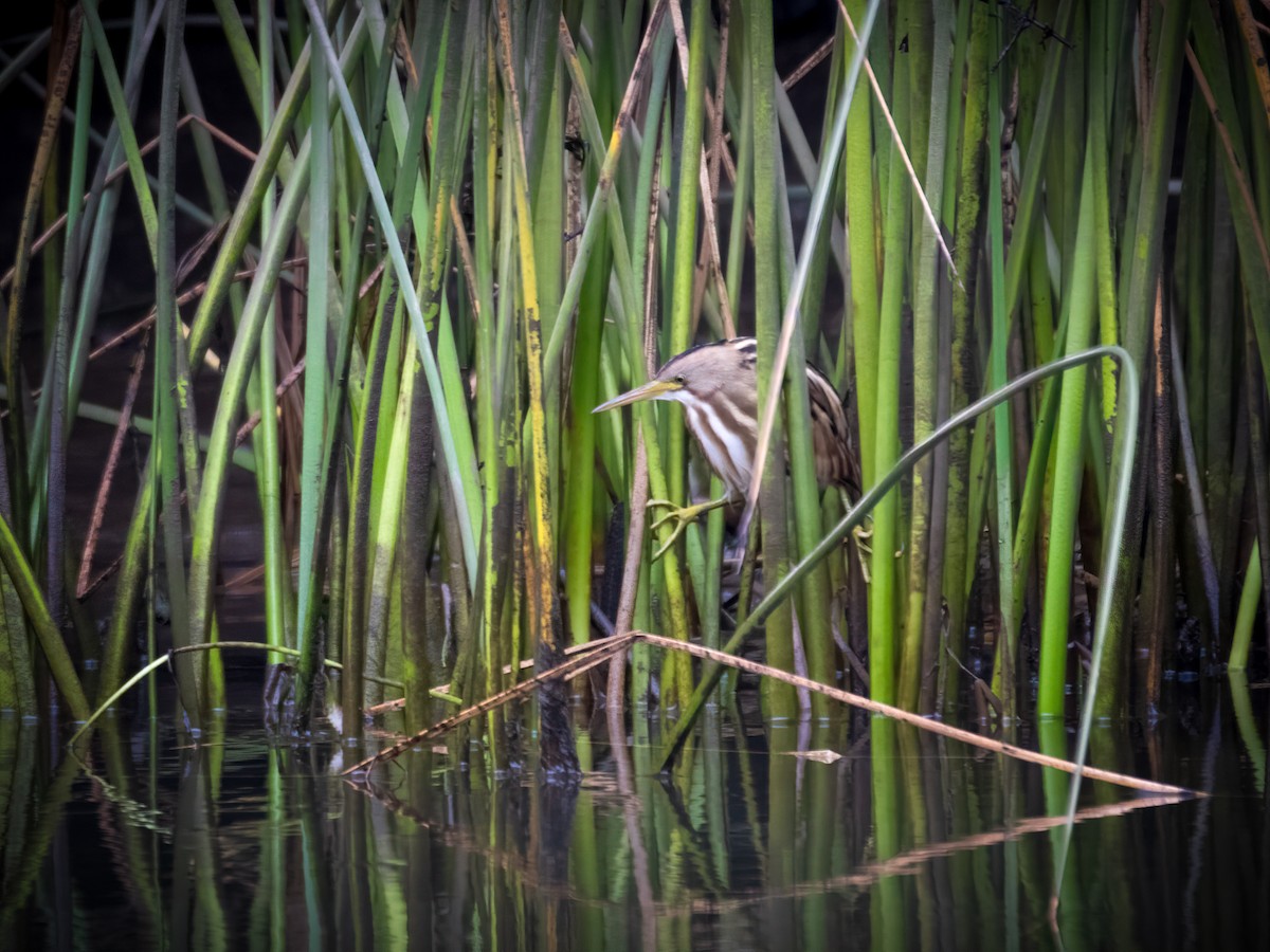 Stripe-backed Bittern - ML616175242