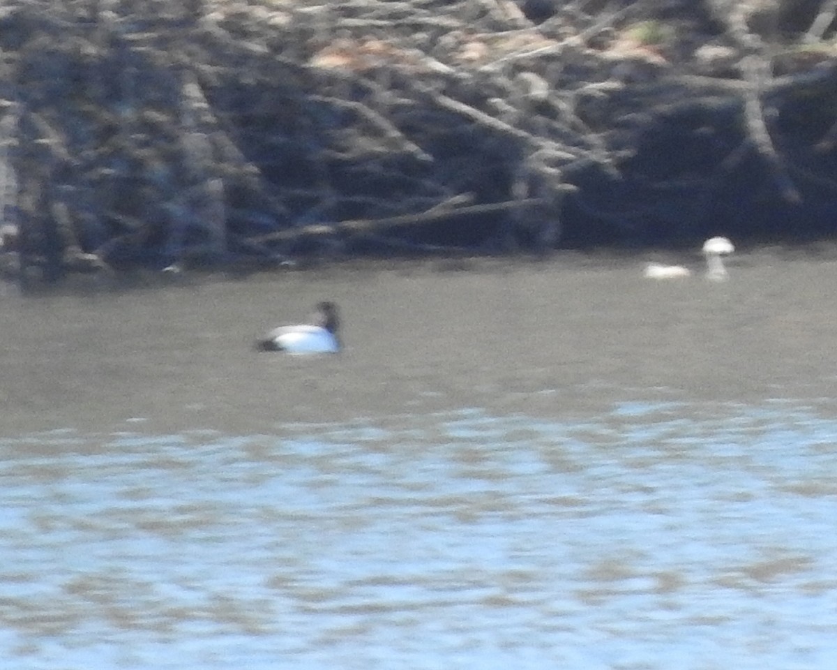 Greater Scaup - ML616175248