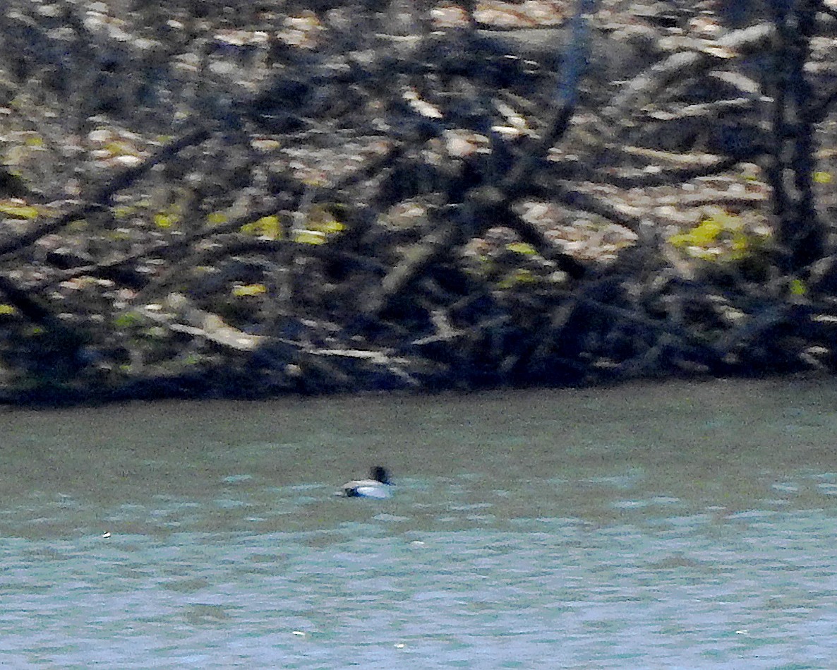 Greater Scaup - ML616175249