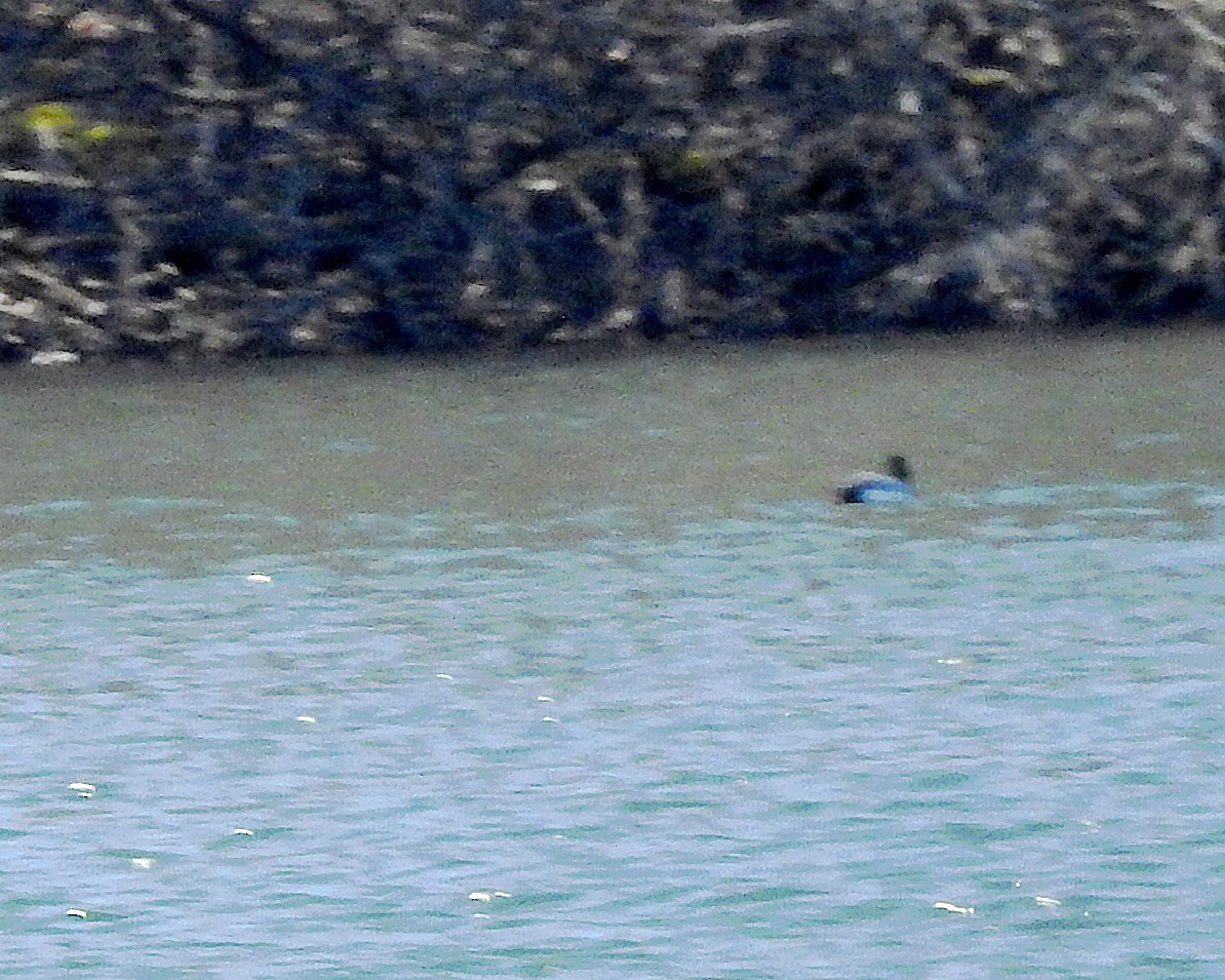 Greater Scaup - ML616175251
