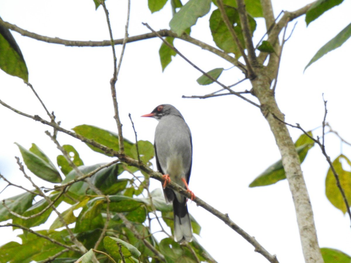 Red-legged Thrush (Antillean) - Heath Harlan