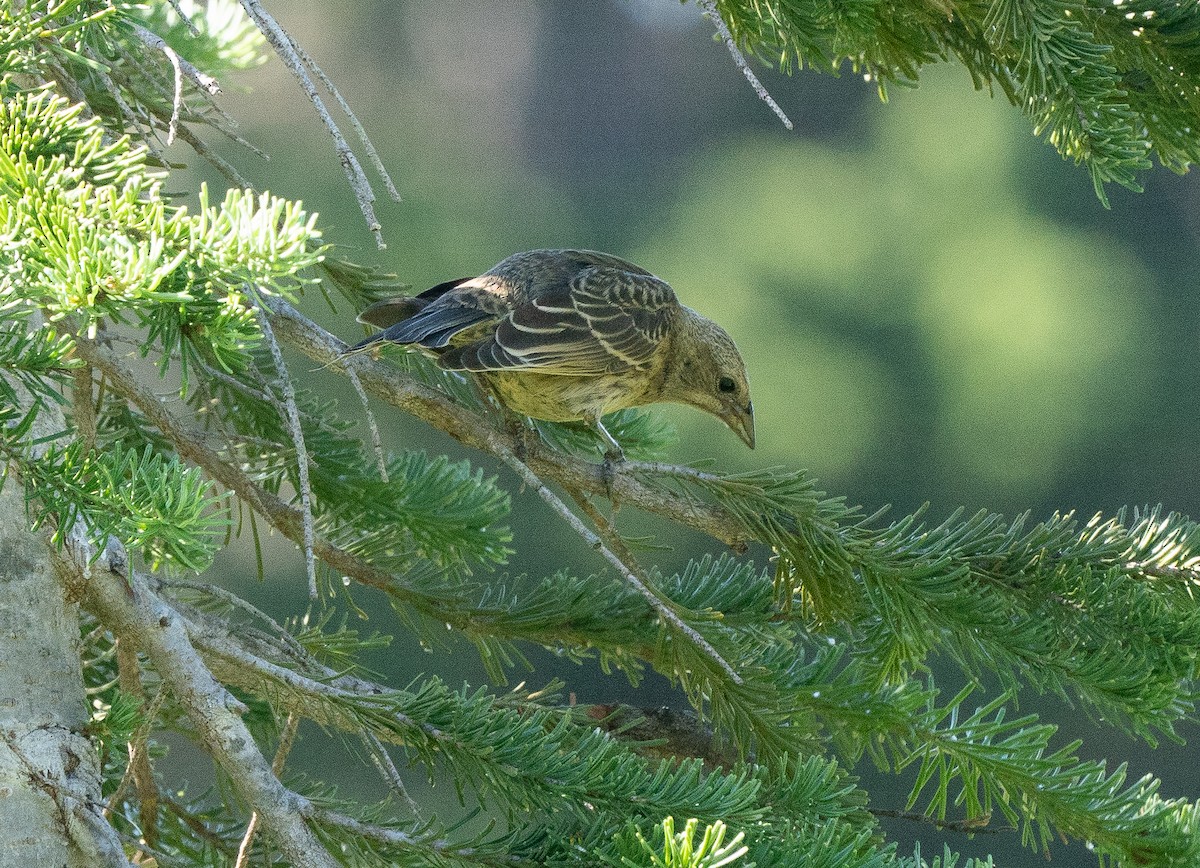 Brown-headed Cowbird - Jim Crumpler