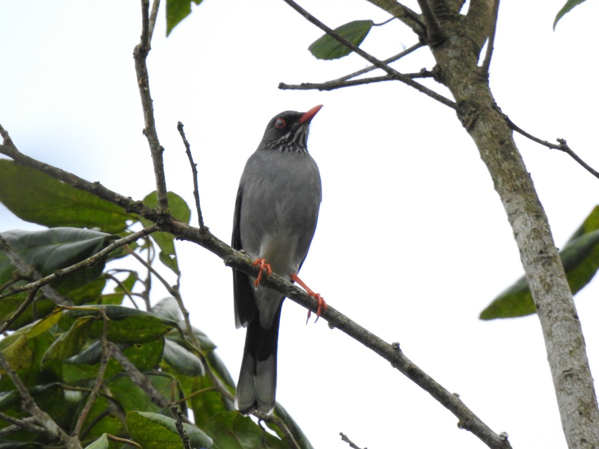 Red-legged Thrush (Antillean) - Heath Harlan