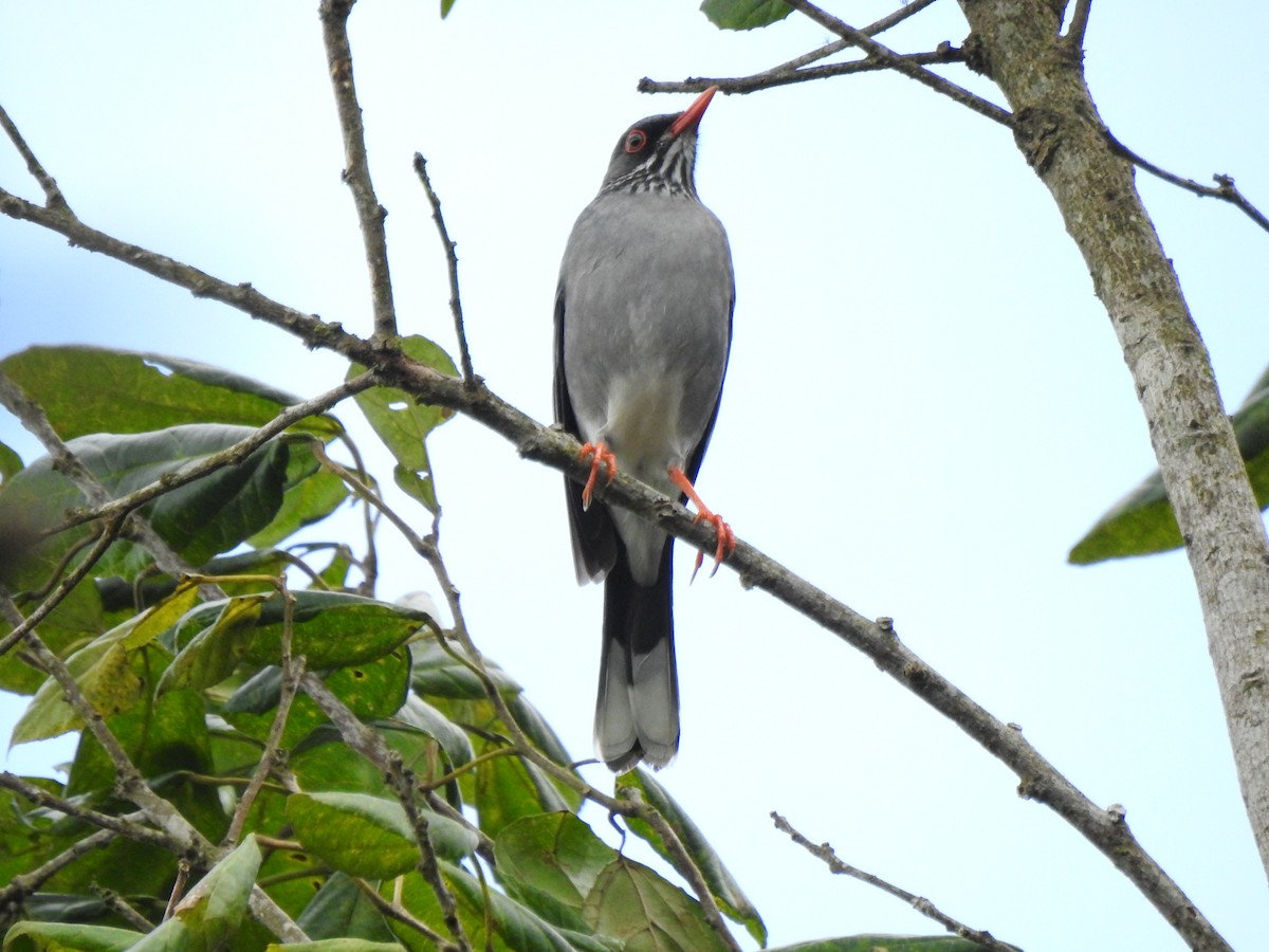 Rotfußdrossel (ardosiaceus/albiventris) - ML616175259