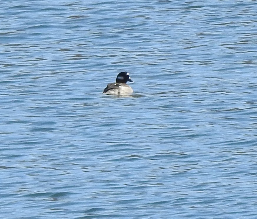 Bufflehead - ML616175273