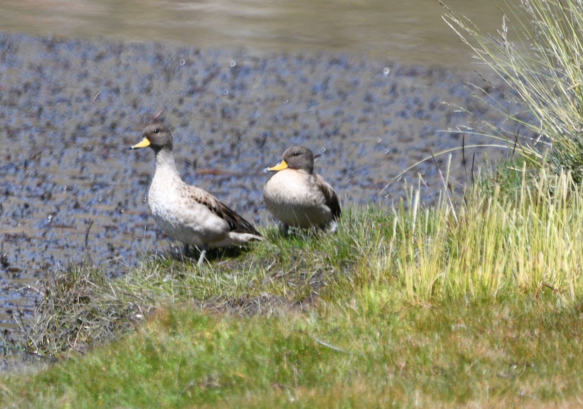 Yellow-billed Teal - ML616175285