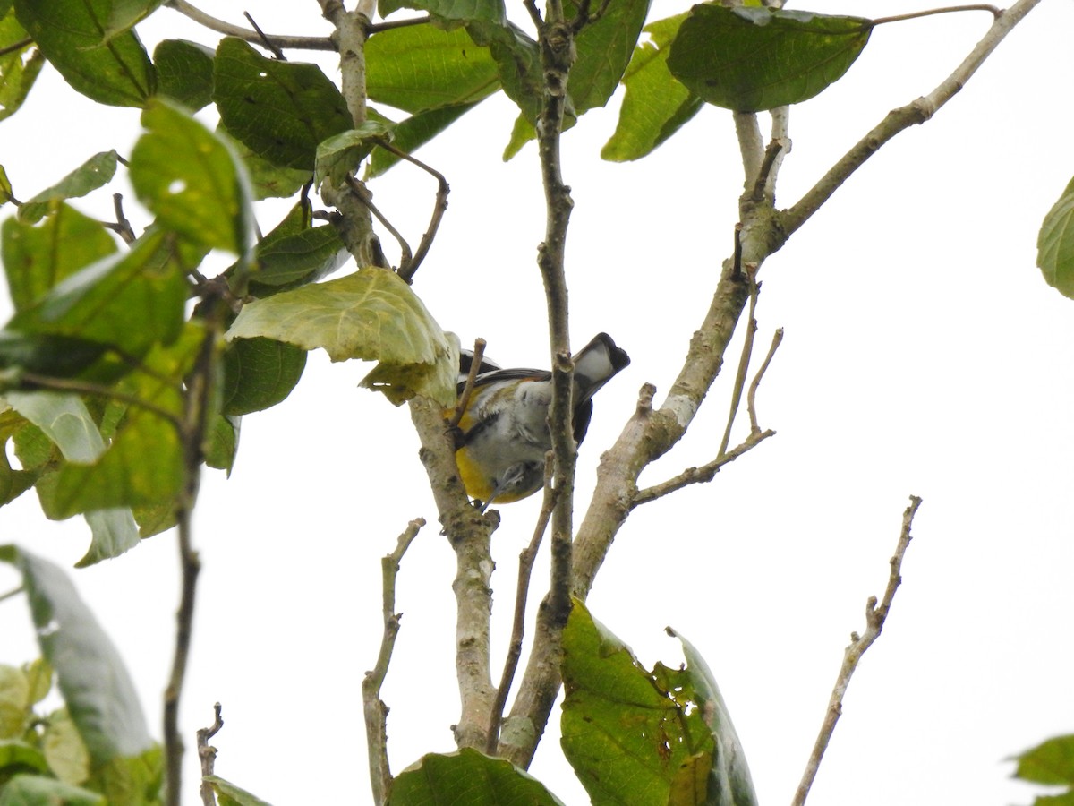 Hispaniolan Spindalis - Heath Harlan