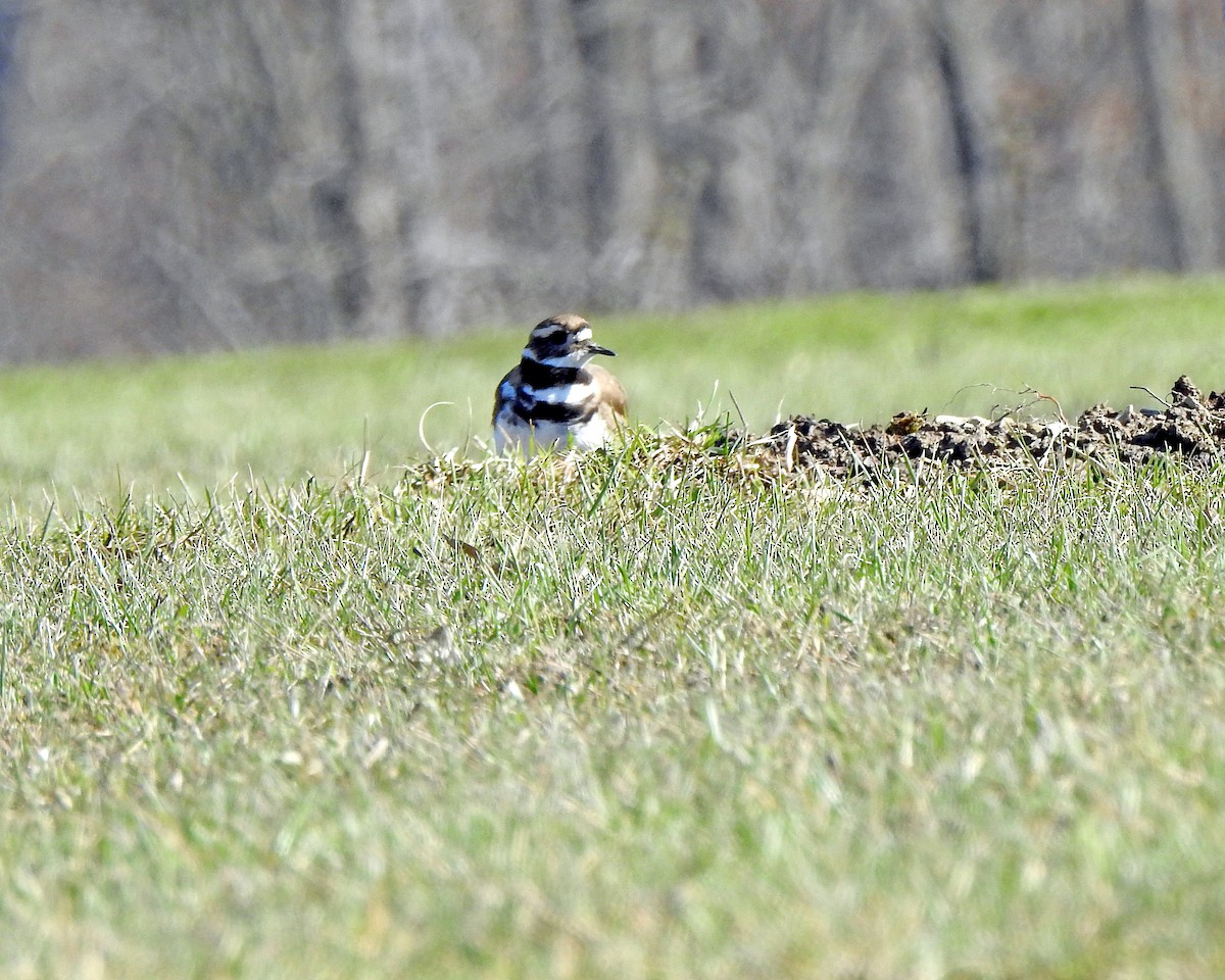 Killdeer - ML616175293