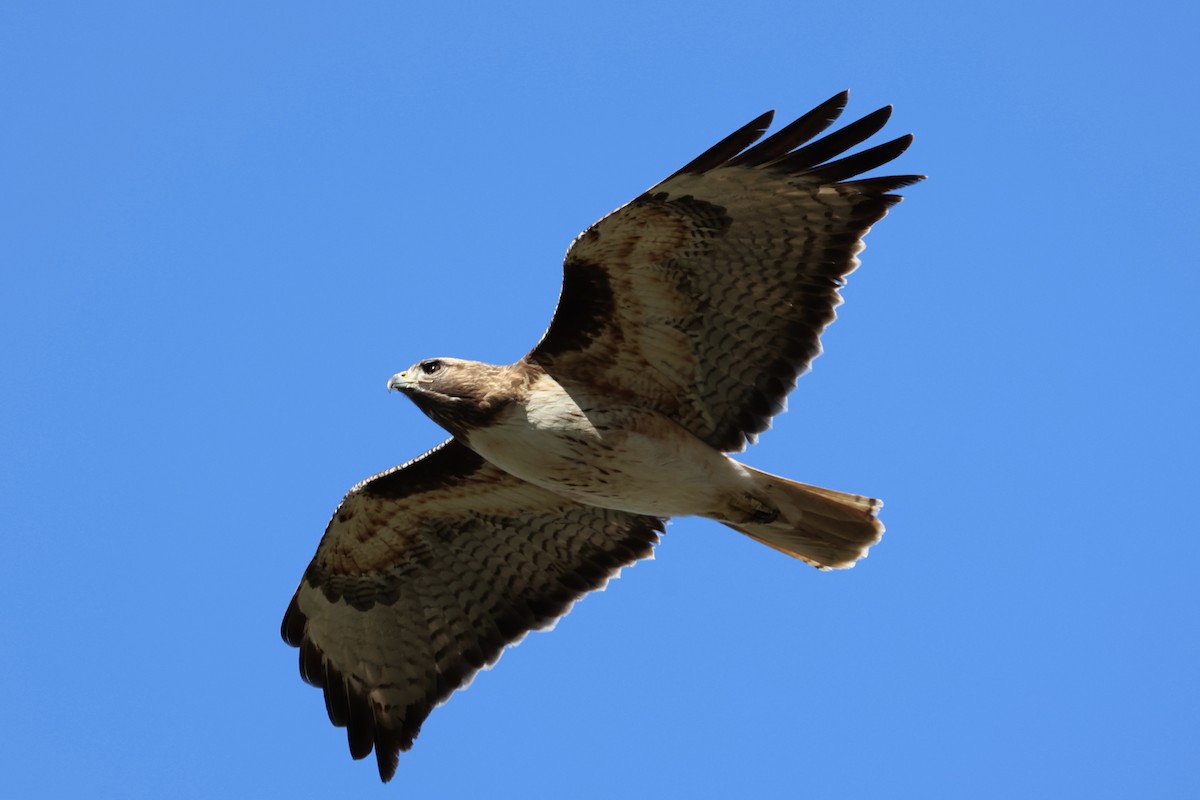Red-tailed Hawk - ML616175303