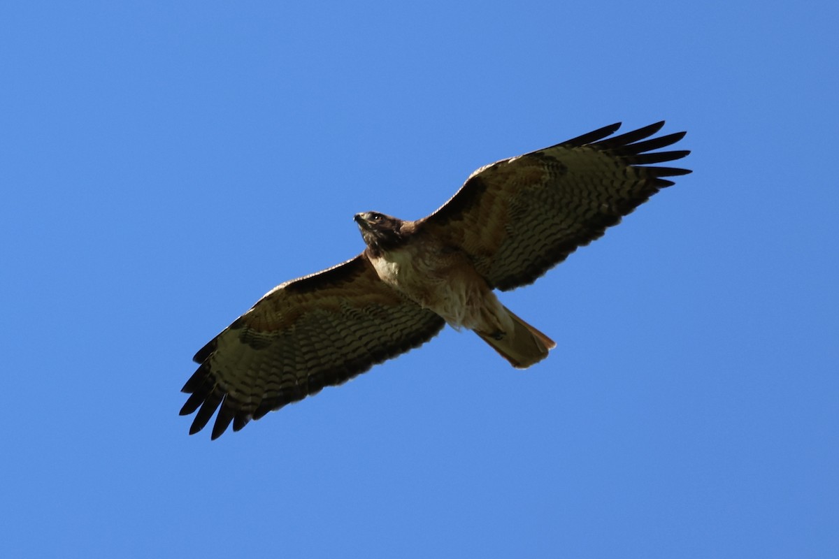 Red-tailed Hawk - ML616175304