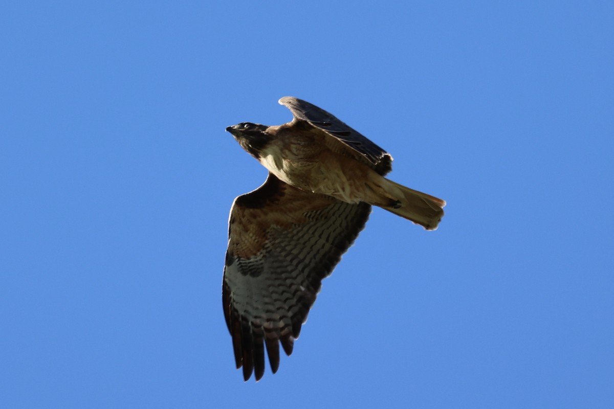 Red-tailed Hawk - ML616175305