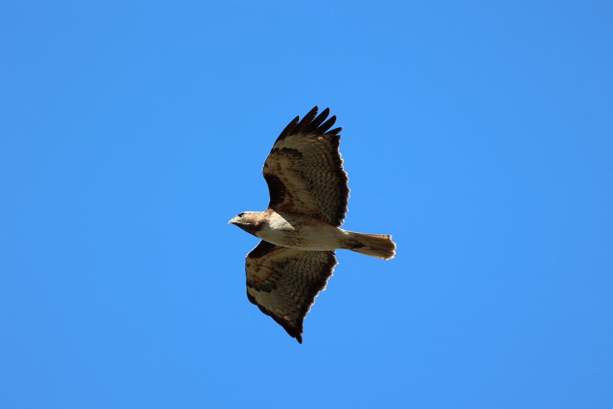 Red-tailed Hawk - ML616175306