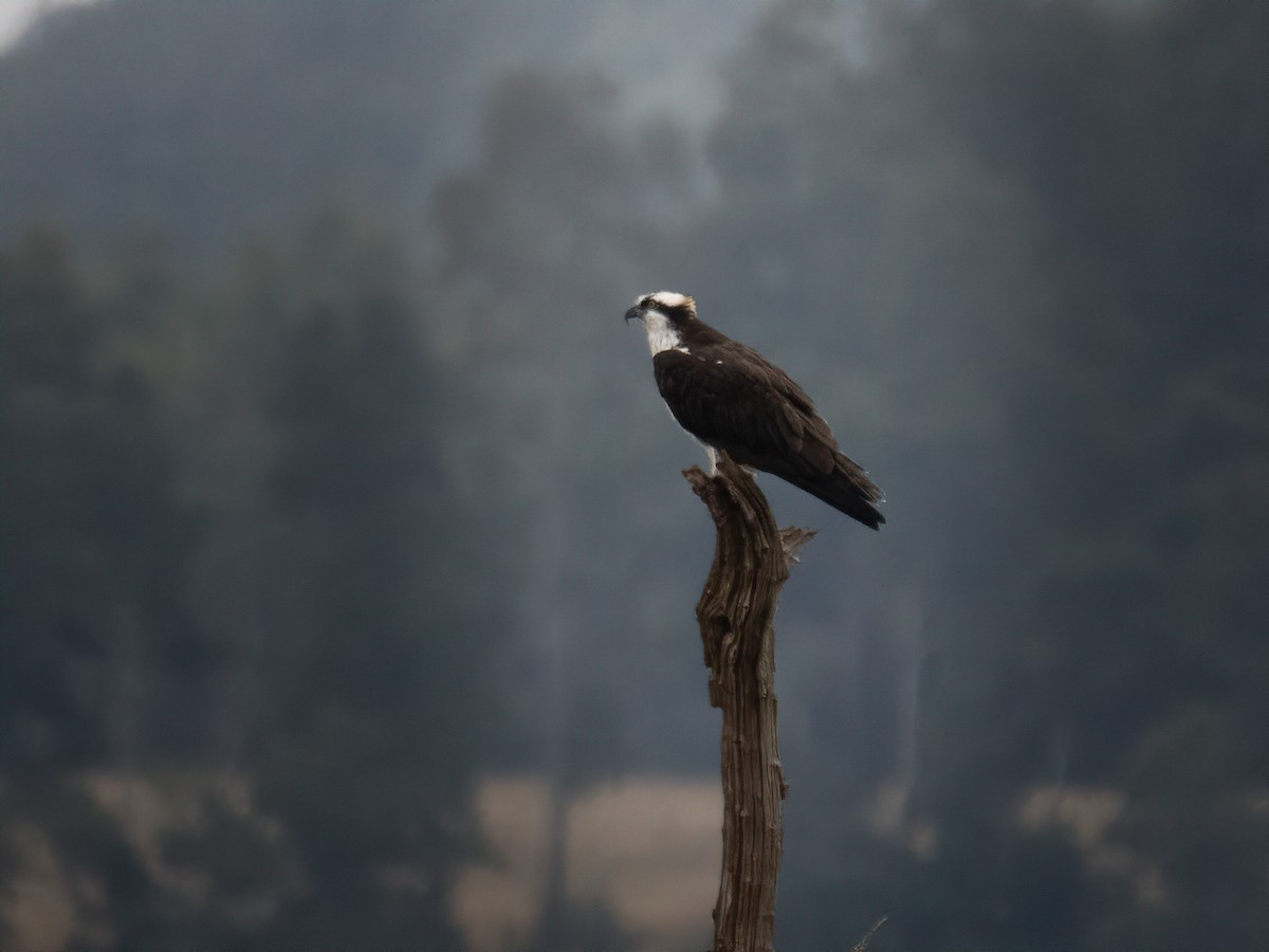 Osprey - ML616175318