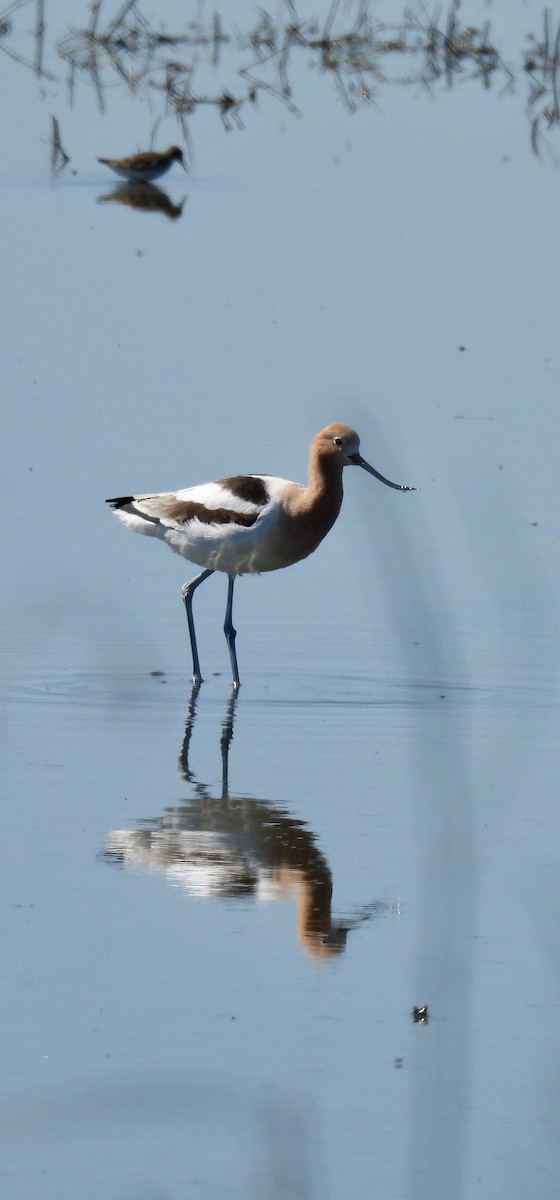 American Avocet - ML616175394