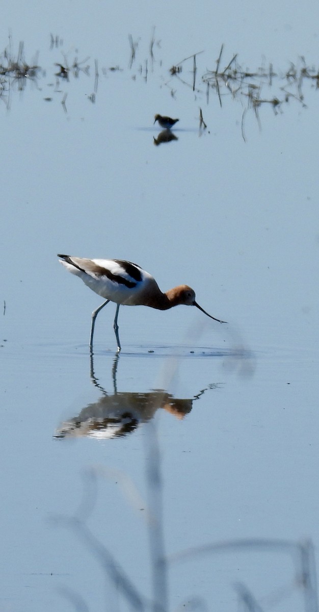 American Avocet - ML616175396