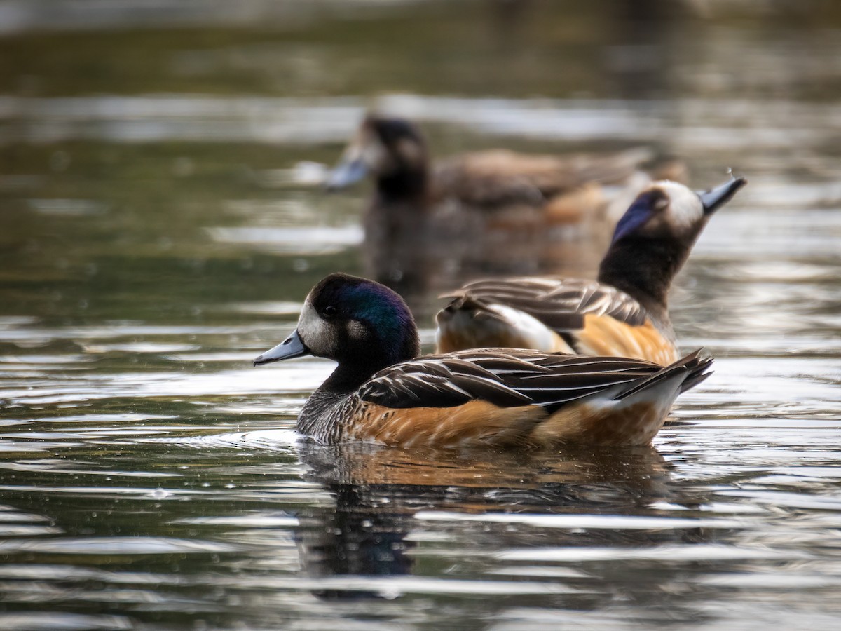 Chiloe Wigeon - ML616175399