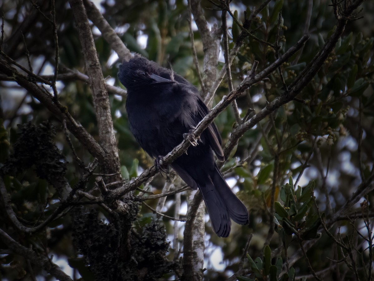 Austral Blackbird - Carol Valentin