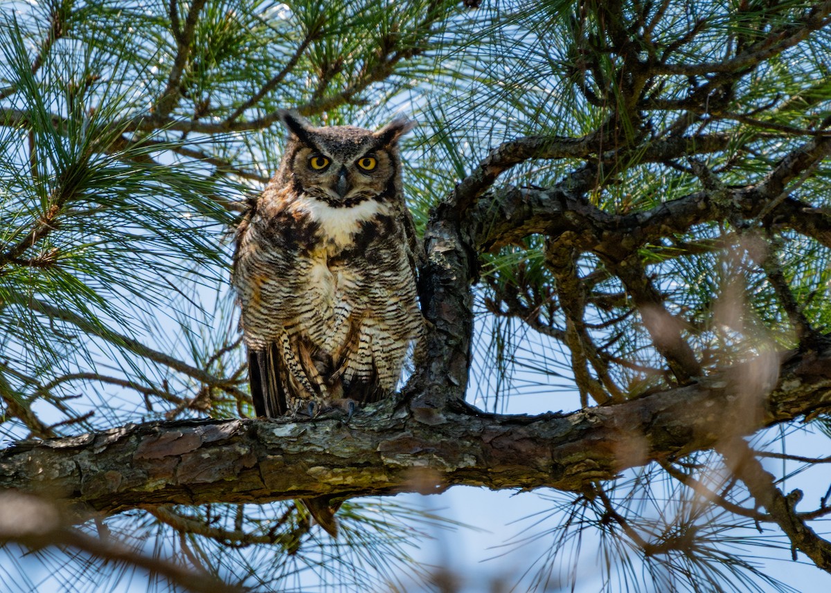 Great Horned Owl - ML616175440