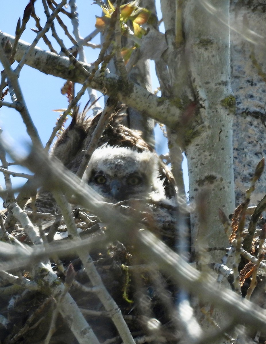 Great Horned Owl - Vickie Wick