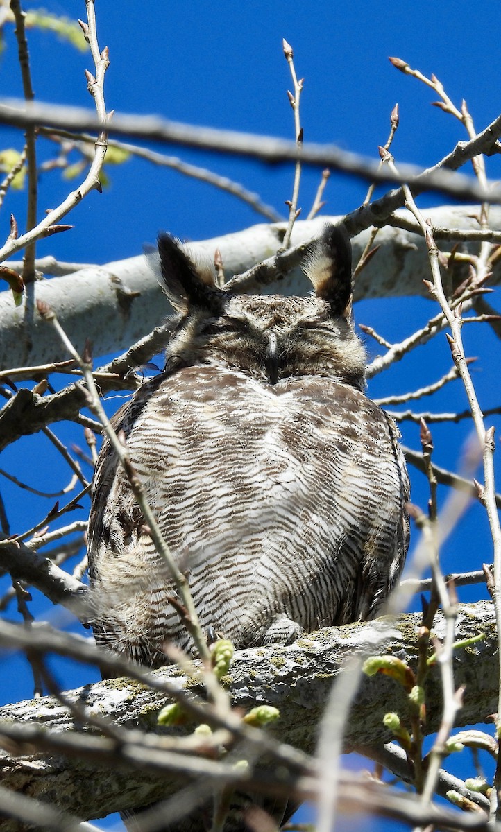Great Horned Owl - Vickie Wick