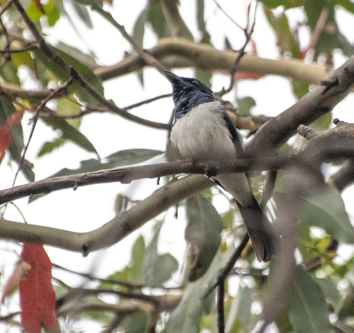 Satin Flycatcher - ML616175515