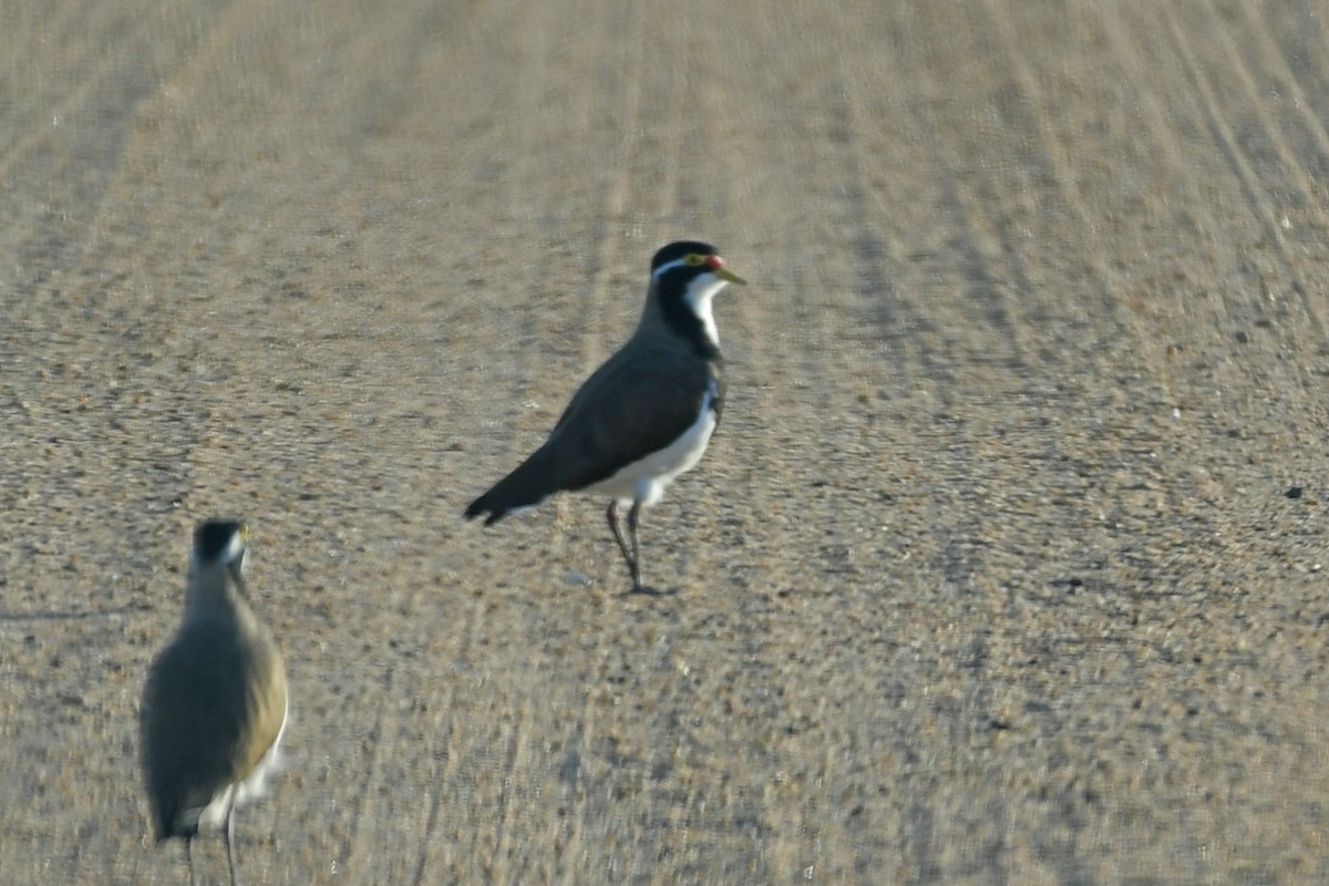 Banded Lapwing - ML616175529