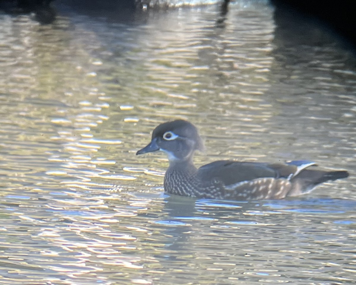 Wood Duck - ML616175542