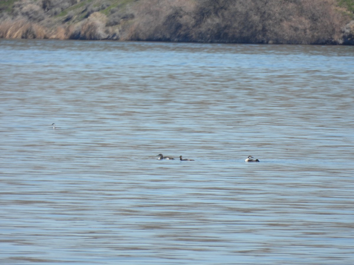 Common Loon - ML616175600