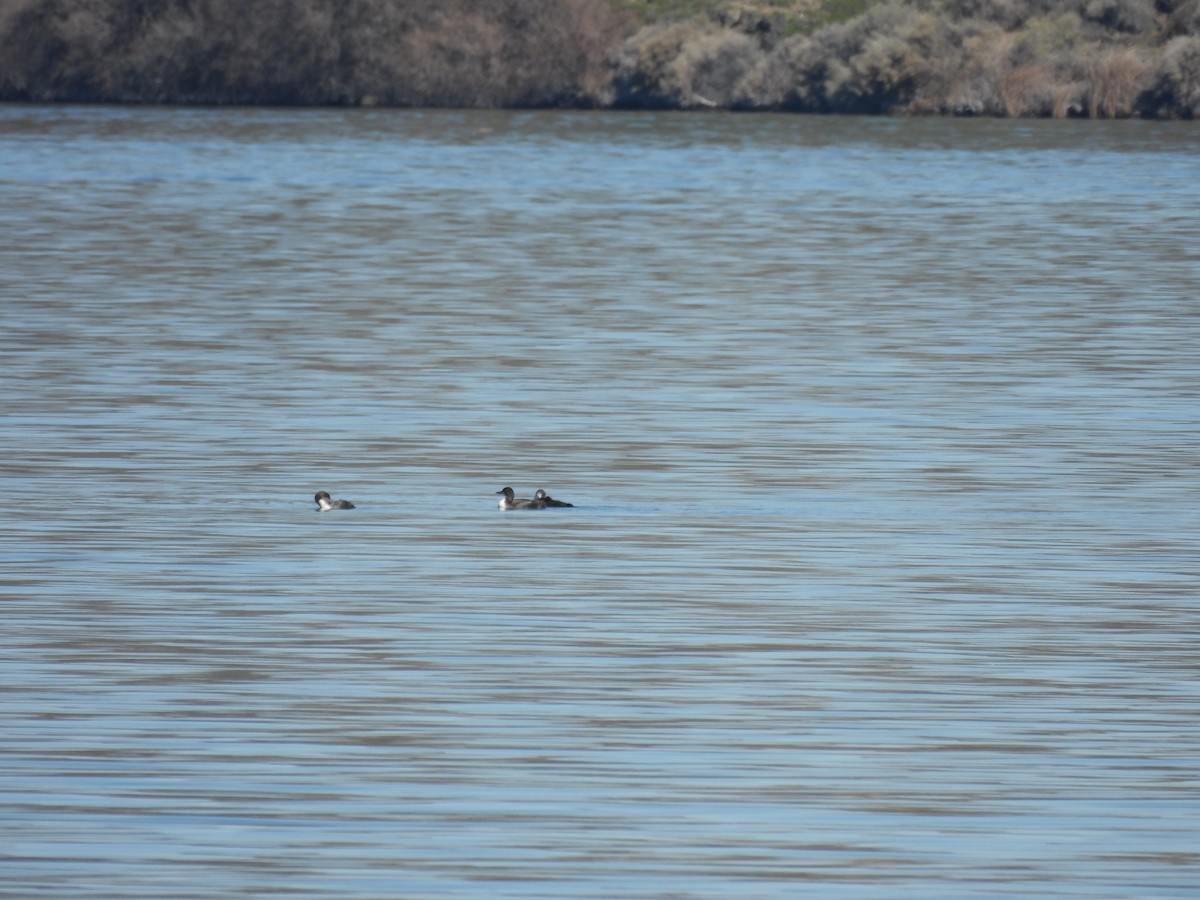 Common Loon - ML616175601