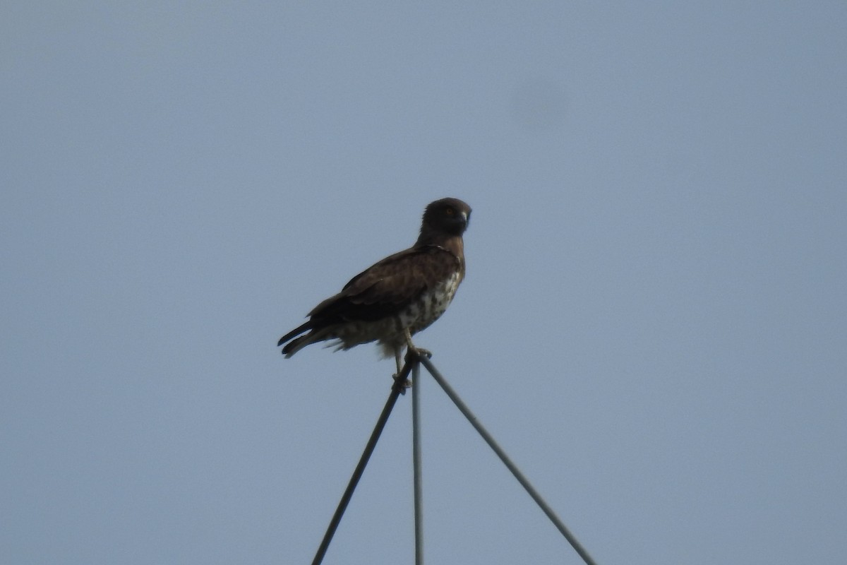 Short-toed Snake-Eagle - ML616175623