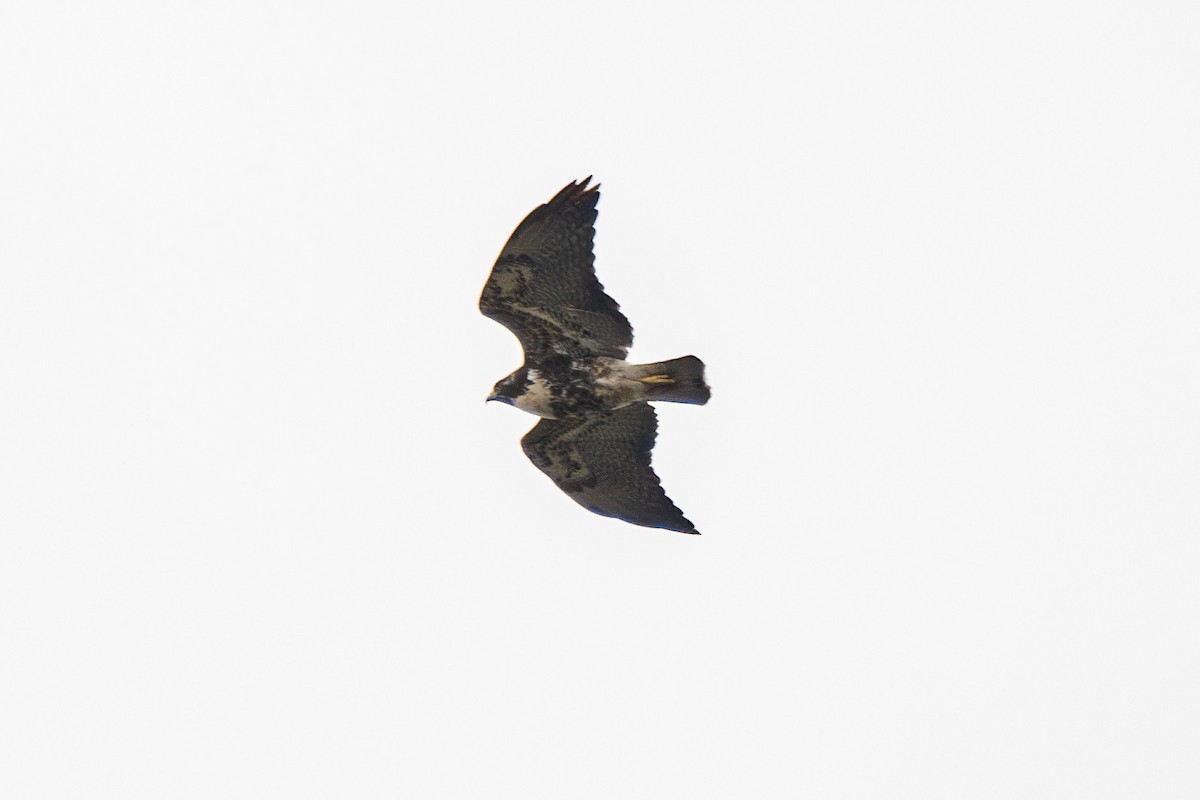 Black-chested Buzzard-Eagle - ML616175657