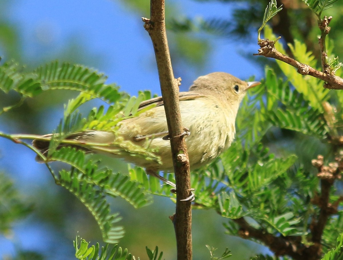 Melodious Warbler - ML616175717