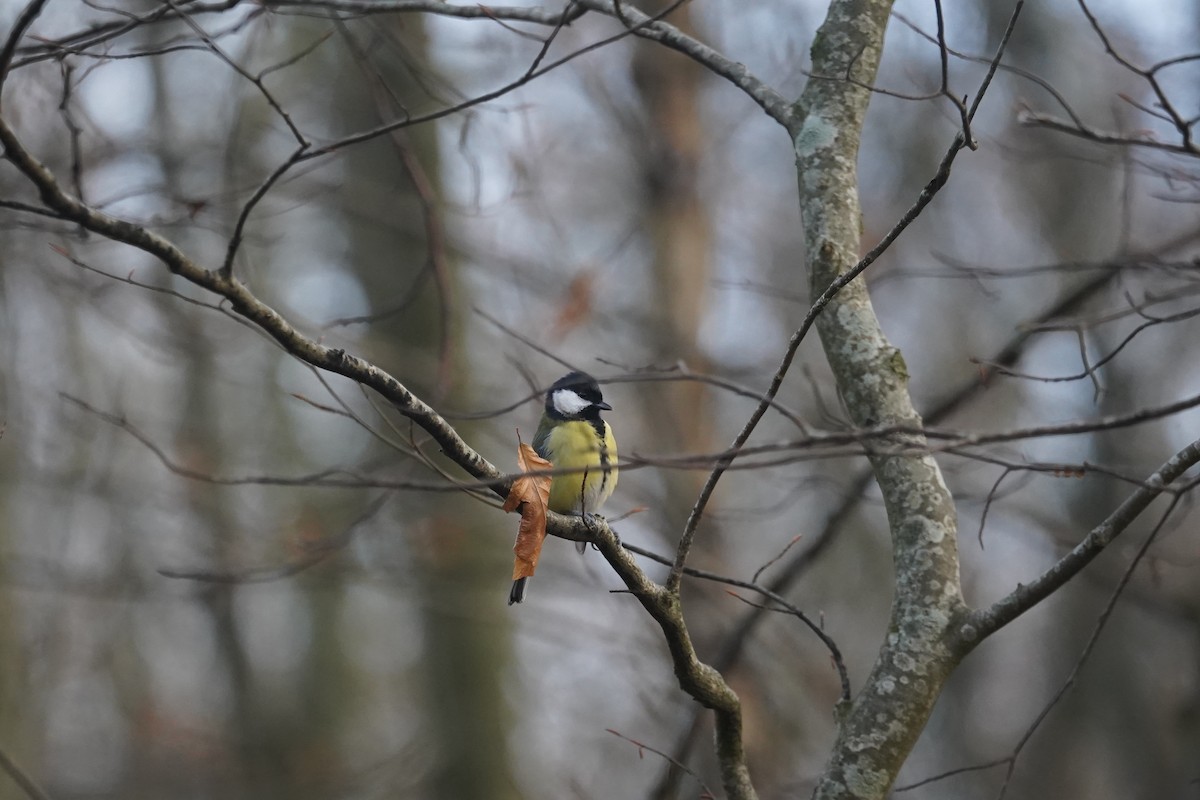 Great Tit - ML616175825