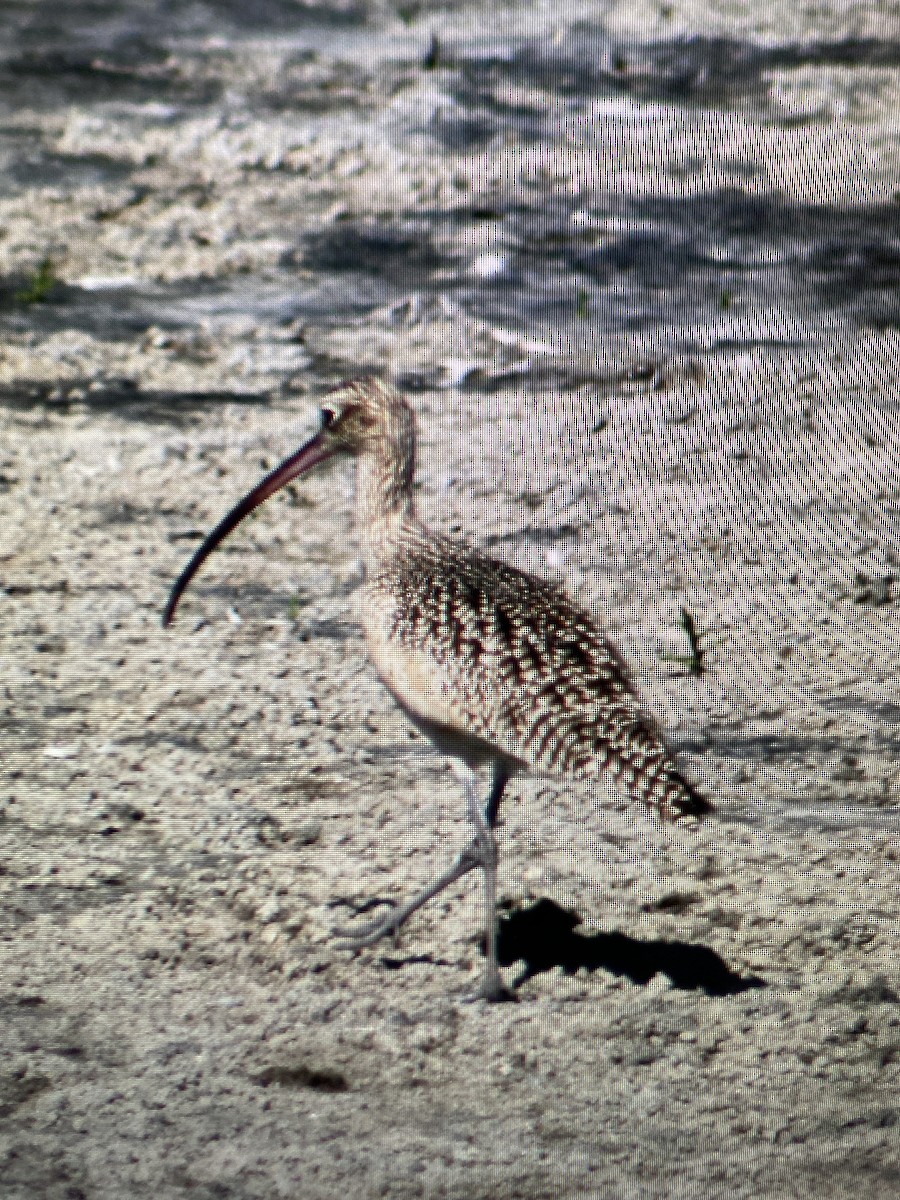 Long-billed Curlew - ML616175875