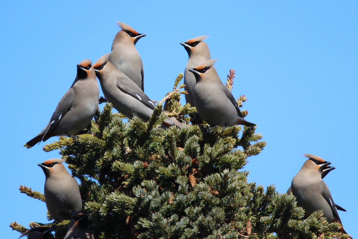 Bohemian Waxwing - ML616175898