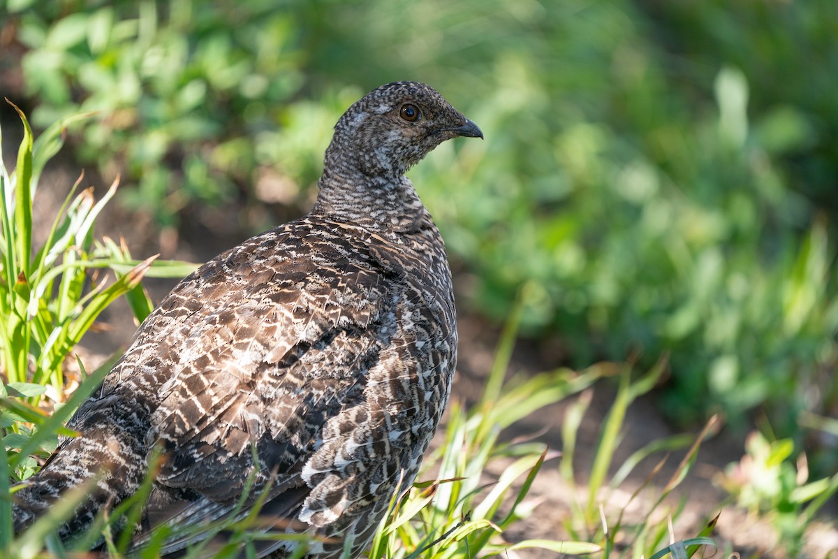 Sooty Grouse - ML616175900