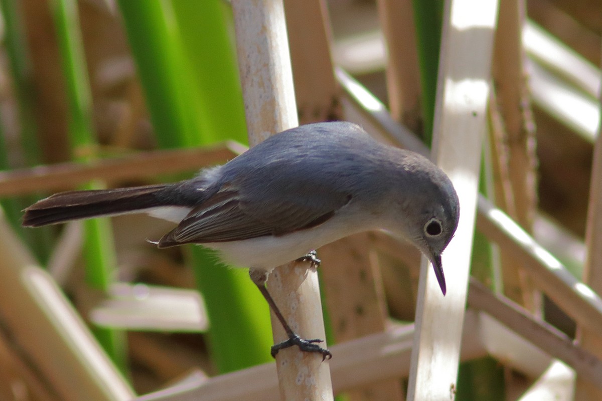 Blue-gray Gnatcatcher - ML616175903